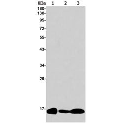 Histone H3.3 rabbit monoclonal antibody