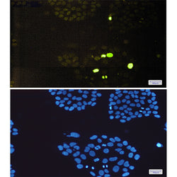 Histone H3 (phospho-Thr3) rabbit monoclonal antibody
