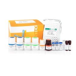 Human IFN-γ ELISA Kit SHENTEK®