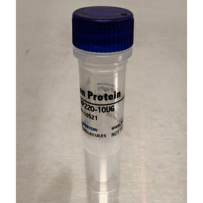 Recombinate Protein