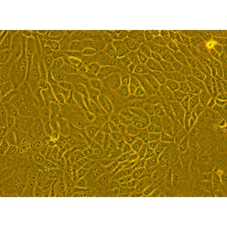 Human Primary Dermal Epithelial Cells