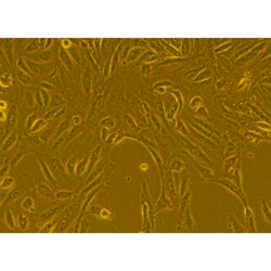 Human Primary Proximal Tubular Epithelial Cells