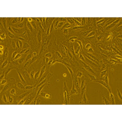Human Primary Tracheal Epithelial Cells
