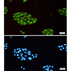 IFITM3 rabbit monoclonal antibody