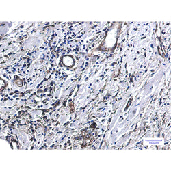 IFITM3 rabbit monoclonal antibody