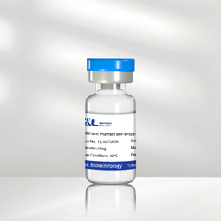 Recombinant Human BMP-4 Protein