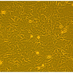 Rat Bone Marrow Mesenchymal Stem Cells (RAMSC)