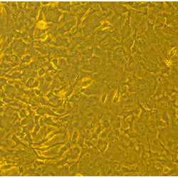 Rabbit Bone Marrow Mesenchymal Stem Cells (NMSC)
