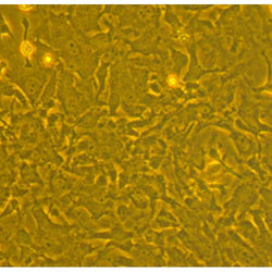 Porcine Bone Marrow Mesenchymal Stem Cells (PMSC)