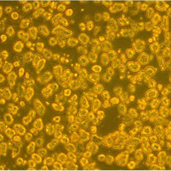 Cynomolgus Monkey Hepatocytes in suspension culture