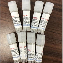 C57BL/6 Mouse Primary Spleen Cells