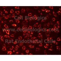 Lewis Rat Primary Kidney Glomerular Endothelial Cells