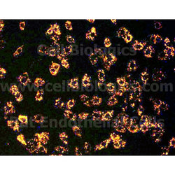 Rat Primary Aortic Endothelial Cells- Wistar Rat