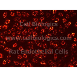 Lewis Rat Primary Pulmonary Artery Endothelial Cells
