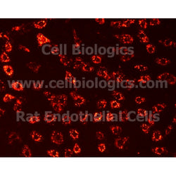 Brown Norway Rat Primary Kidney Glomerular Endothelial Cells