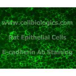 Aged Mouse Esophageal Epithelial Cells