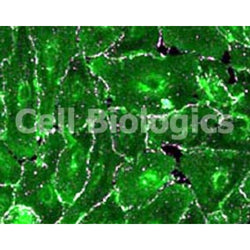 Canine Primary Tracheal Epithelial Cells