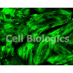 Cynomolgus Monkey Primary Esophageal Smooth Muscle Cells