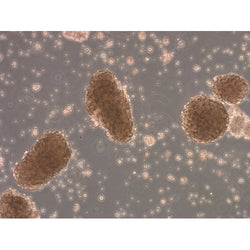 BALB/c Mouse Pancreatic Islets