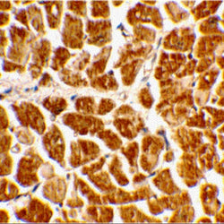 CX3CR1 Antibody - Biofargo - 