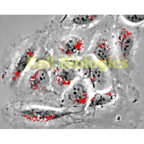 Canine Primary Aortic Endothelial Cells-Derived from Mongrel Dog