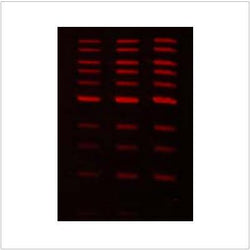 Red DNA Gel Stain - Biofargo - 