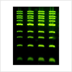 Ultra Nucleic Acid Gel Stain - Biofargo - 