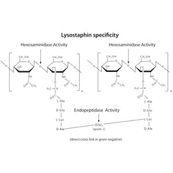 Lysostaphin