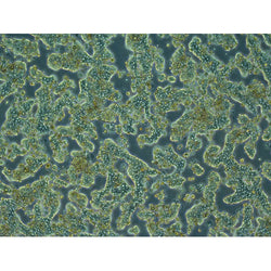Hamster Hepatocytes - Plateable