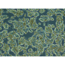 Rabbit Hepatocytes - Plateable