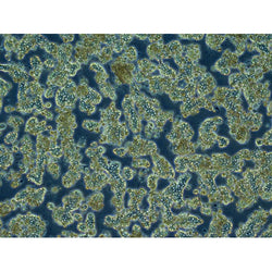 Rat Primary Hepatocytes - Plateable