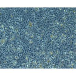 Sprague-Dawley Rat Liver Kupffer Cells