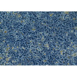 Aged Mouse Liver Kuffer Cells