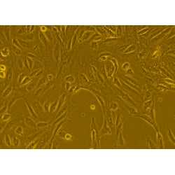 Cynomolgus Monkey Primary Kidney Epithelial Cells