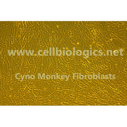 Cynomolgus Monkey Primary Coronary Artery Fibroblasts