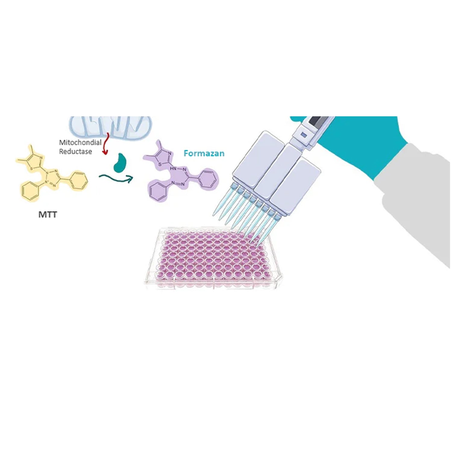MTT Assay Reagent, Ready-to-use