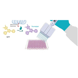 MTT Assay Reagent, Ready-to-use