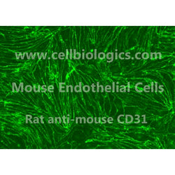 Toll-Like Receptor 4 Knockout (TLR4 KO) Mouse Primary Spleen Endothelial Cells