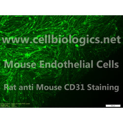 Aged Mouse Artery Endothelial cells