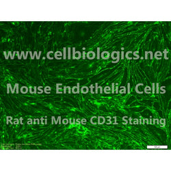 C57BL/6-GFP Mouse Primary Retinal Microvascular Endothelial Cells