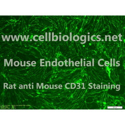 C57BL/6-GFP Mouse Primary Ovarian Microvascular Endothelial Cells