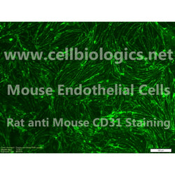 C57BL/6-GFP Mouse Primary Lymphatic Endothelial Cells