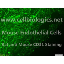 Aged Mouse Aortic Endothelial cells