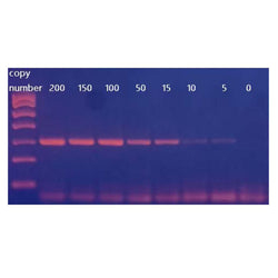 Mycoplasma Detection Kit