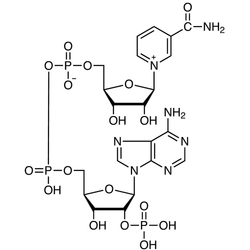 β-NADP coenzyme CAS 53-59-8 for biochemical research, Biofargo BFA364510
