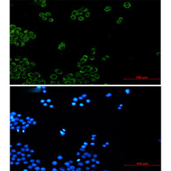 NDUFB4 rabbit monoclonal antibody