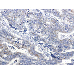 NDUFB4 rabbit monoclonal antibody