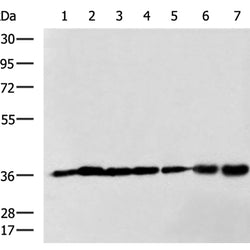 GAPDH rabbit polyclonal antibody