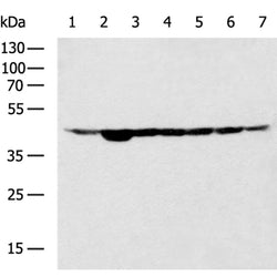 ACTB rabbit polyclonal antibody