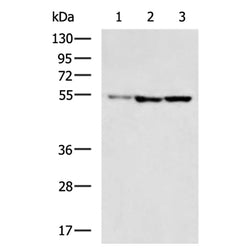 TUBA4A rabbit polyclonal antibody